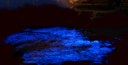 I've been seeing bioluminescence most nights since the end of November