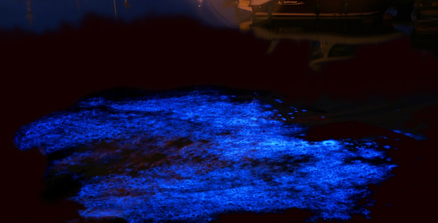 I've been seeing bioluminescence most nights since the end of November