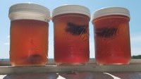 Overnight cold water-steeped PG Tips black tea in a Ball mason jar is now my favorite IF-approved drink