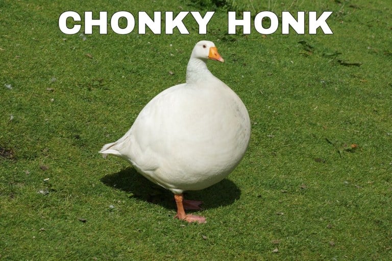 Chonky Honky