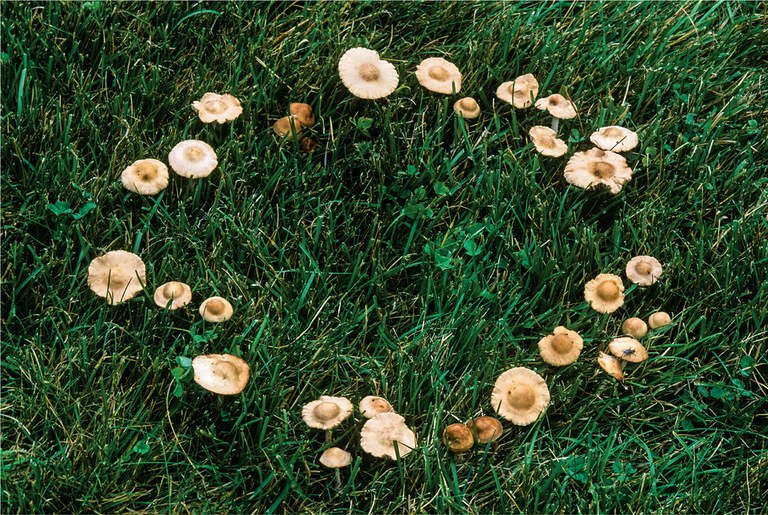 Marasmius oreades, also known as the fairy ring mushroom or fairy ring champignon, is a mushroom native to North America and Europe. Its common names can cause some confusion, as many other mushrooms grow in fairy rings, such as the edible Agaricus campestris and the poisonous Chlorophyllum molybdites. 