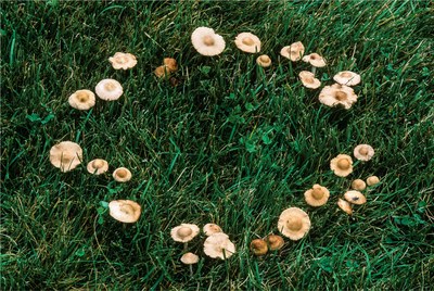 Marasmius oreades