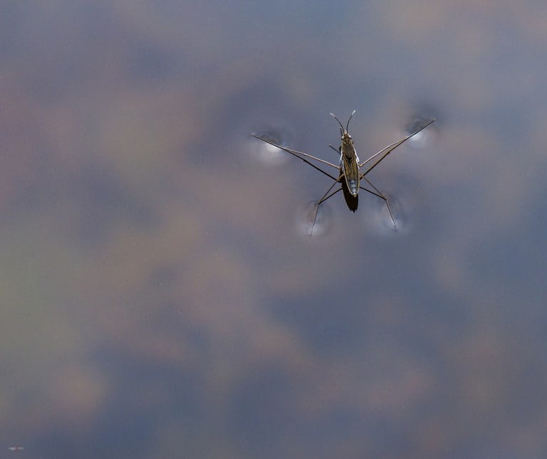 Gerris lacustris, commonly known as the common pond skater or common water strider, is a species of water strider, found across Europe.