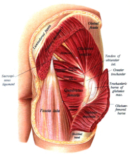 Piriformis muscle