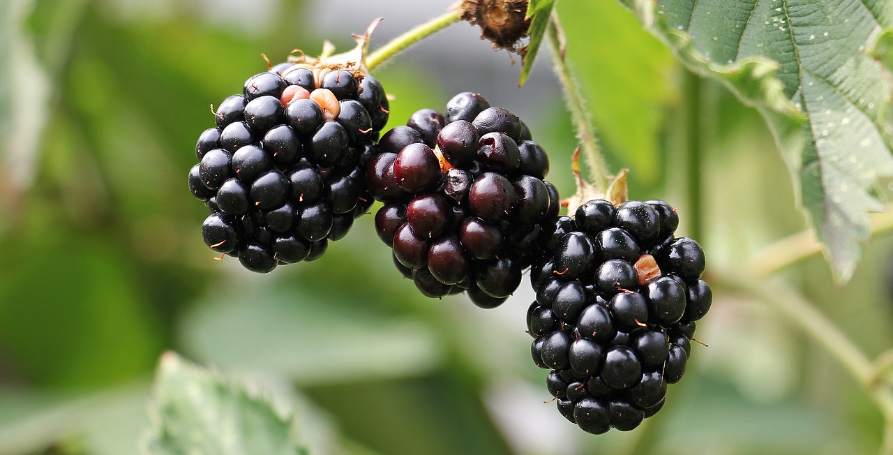 blackberries