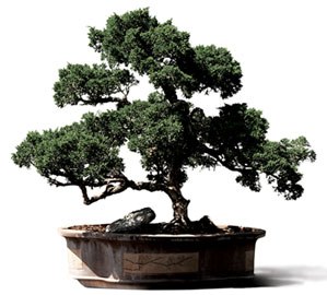 Bonsai Tree