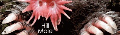 Hill Mole by Chris Abraham