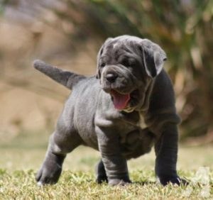 Neapolitan Mastiff puppy