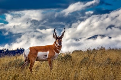 Pronghorn (Antilocapra americana)